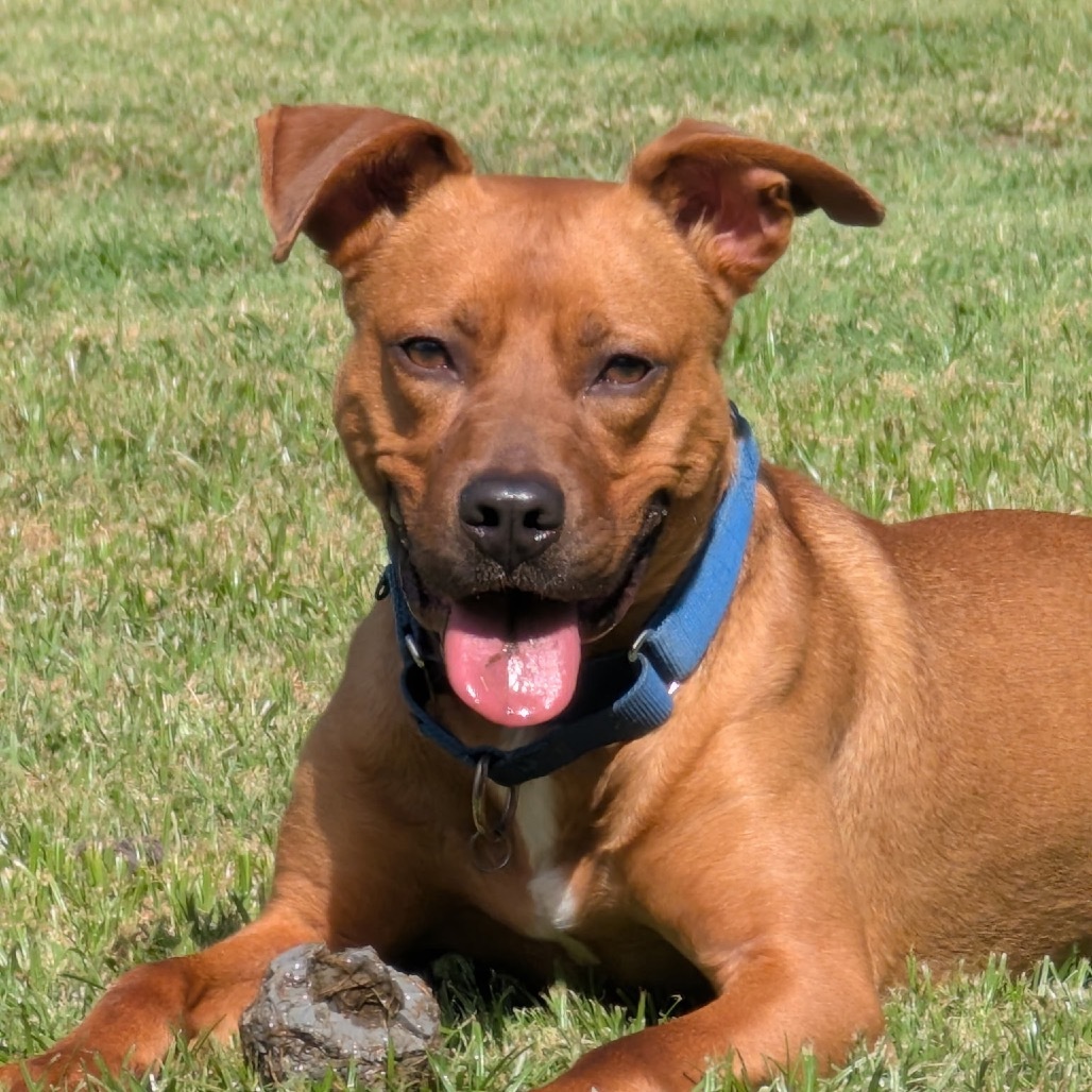 Quincy, an adoptable Vizsla, Pit Bull Terrier in Aledo, TX, 76008 | Photo Image 1