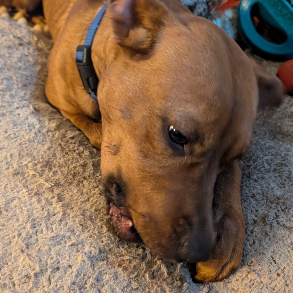Quincy, an adoptable Vizsla, Pit Bull Terrier in Aledo, TX, 76008 | Photo Image 2