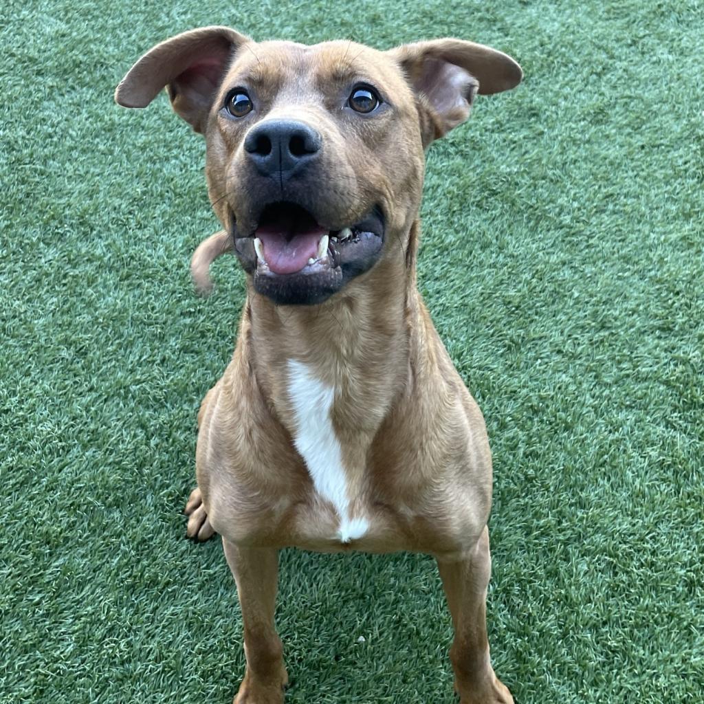 Quincy, an adoptable Vizsla, Pit Bull Terrier in Aledo, TX, 76008 | Photo Image 2
