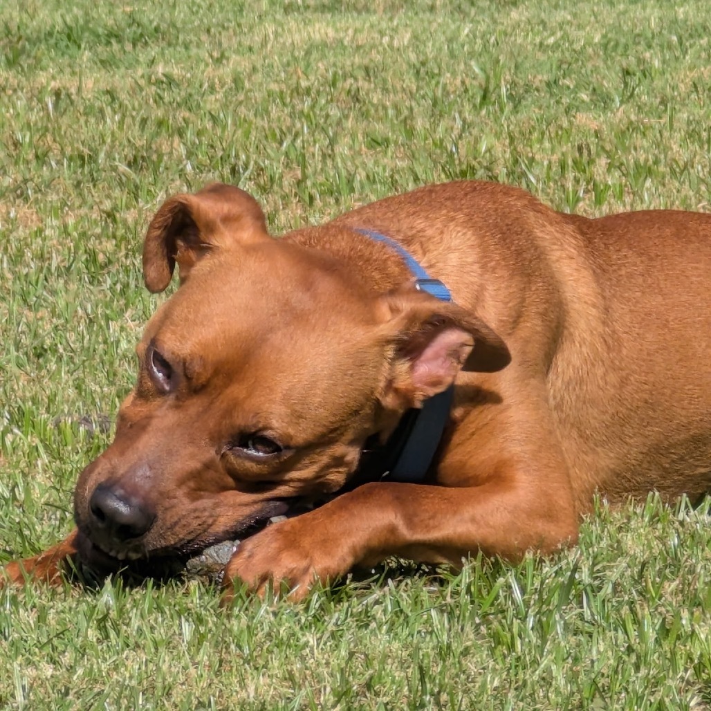 Quincy, an adoptable Vizsla, Pit Bull Terrier in Aledo, TX, 76008 | Photo Image 4