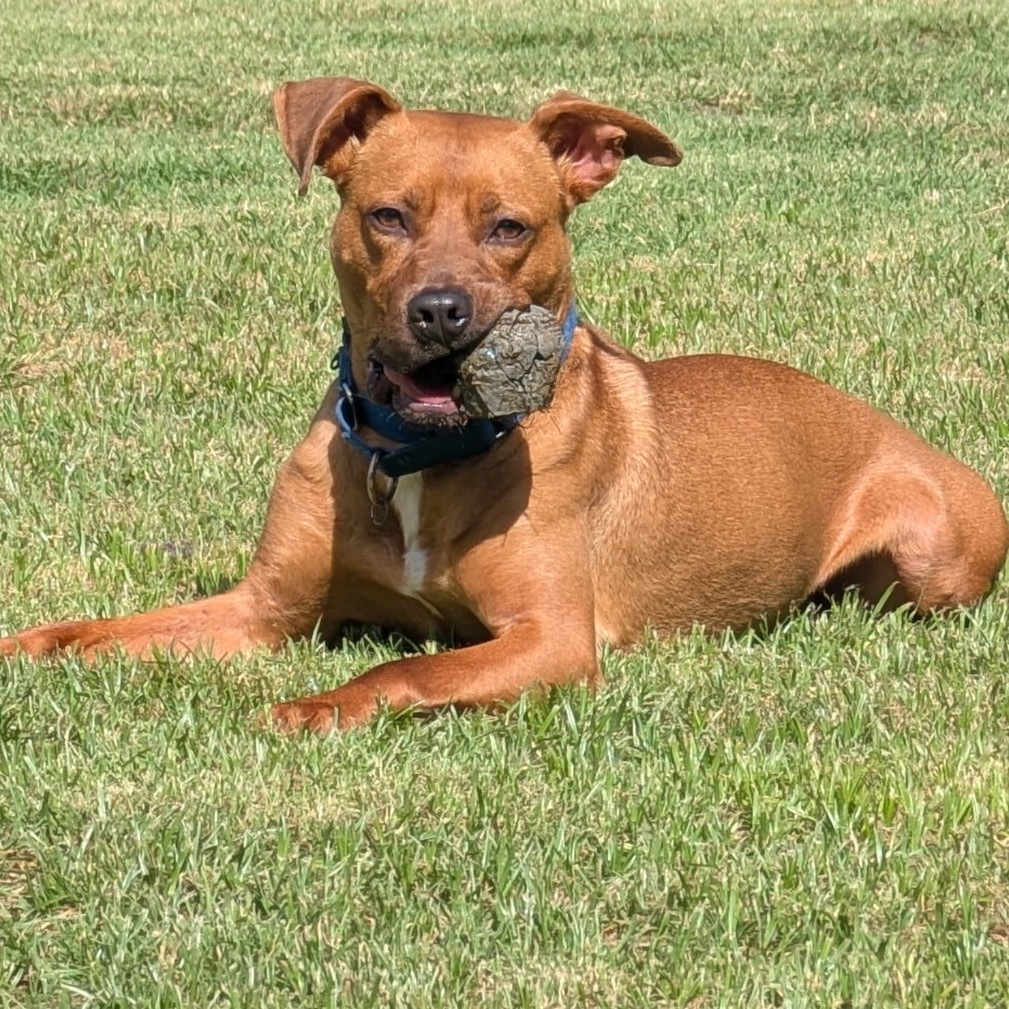 Quincy, an adoptable Vizsla, Pit Bull Terrier in Aledo, TX, 76008 | Photo Image 5