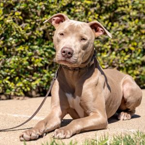 Pinocchio, Adult Male Pit Bull Terrier