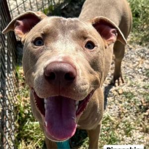 Pinocchio, Adult Male Pit Bull Terrier