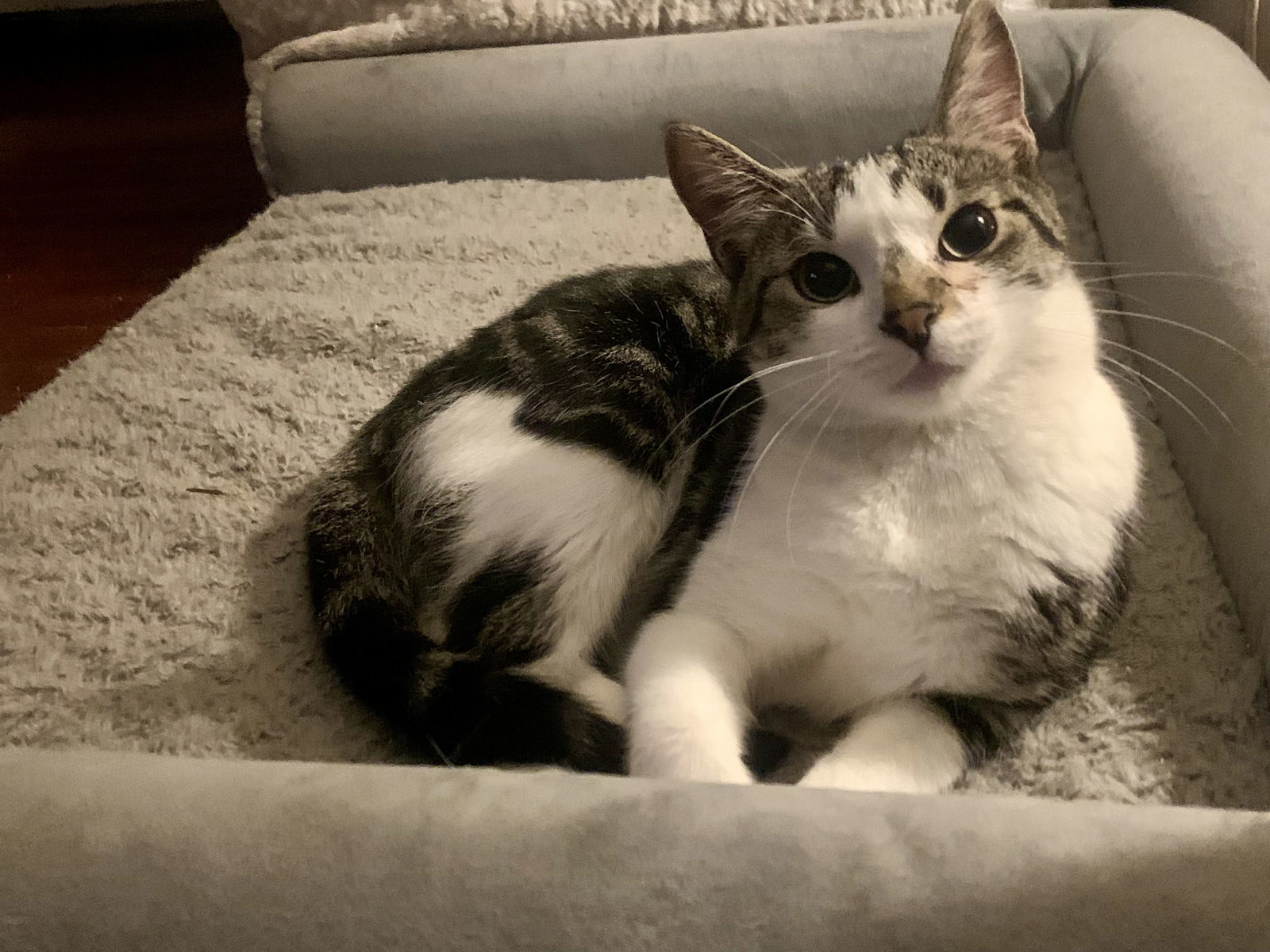 Maizey