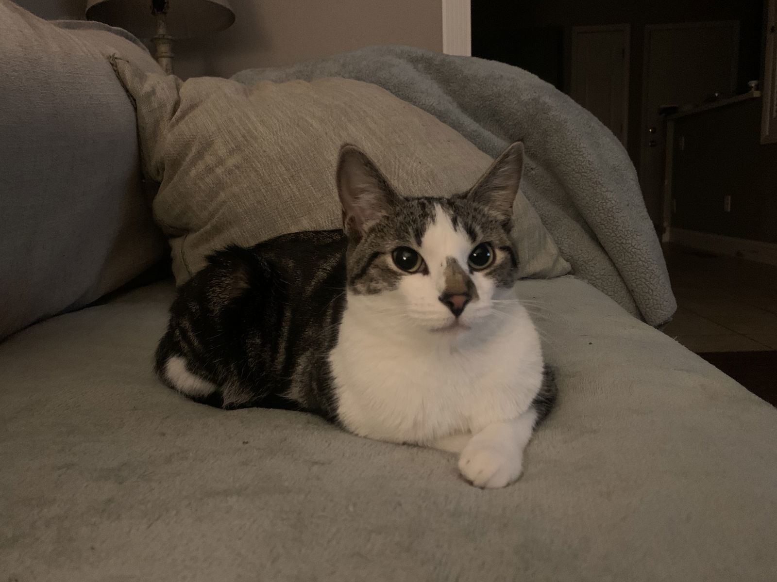 Maizey