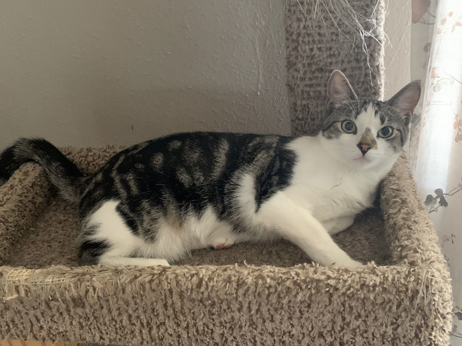 Maizey