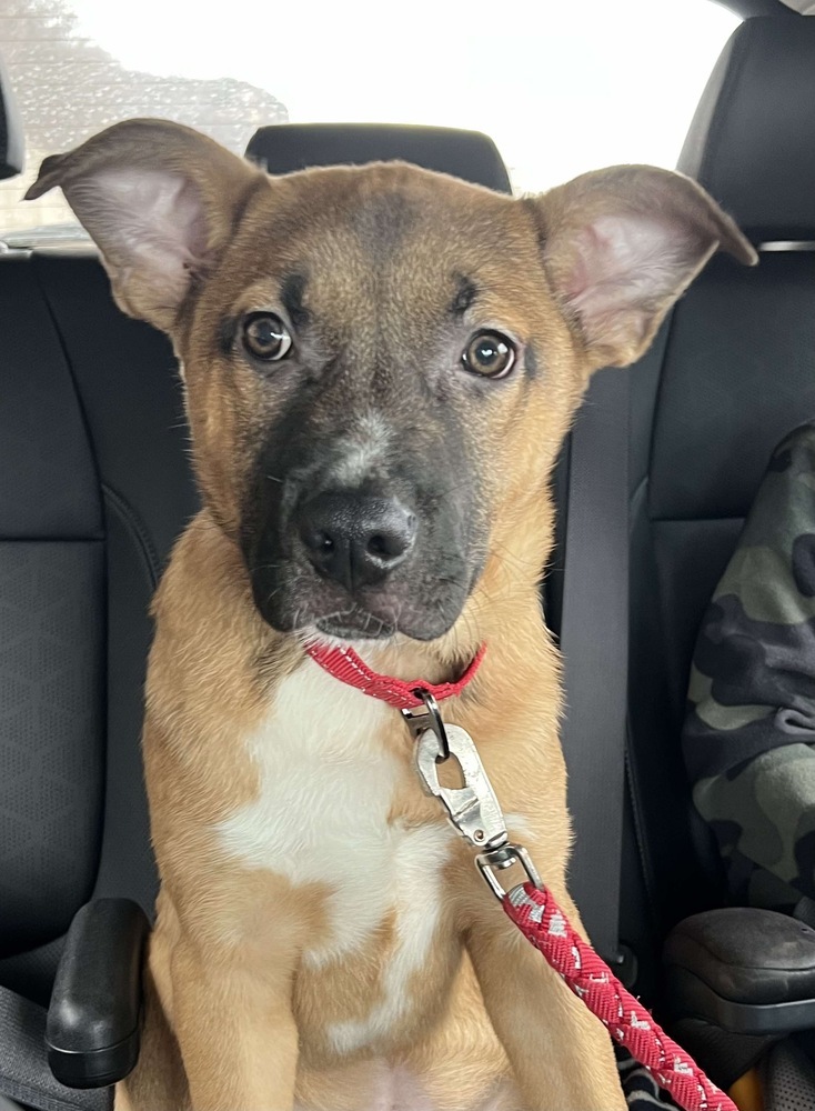 Apollo, an adoptable Pit Bull Terrier in Rockland, WI, 54653 | Photo Image 1