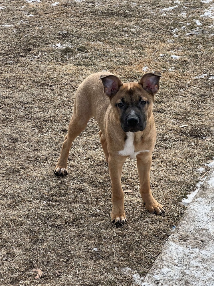 Apollo, an adoptable Pit Bull Terrier in Rockland, WI, 54653 | Photo Image 2