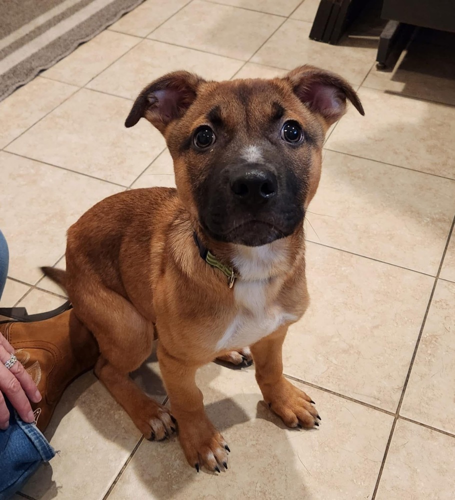 Apollo, an adoptable Pit Bull Terrier in Rockland, WI, 54653 | Photo Image 4
