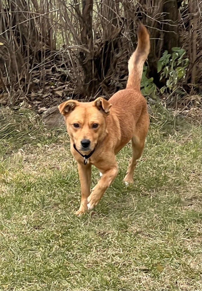 Tucker, an adoptable Golden Retriever in Rockland, WI, 54653 | Photo Image 1