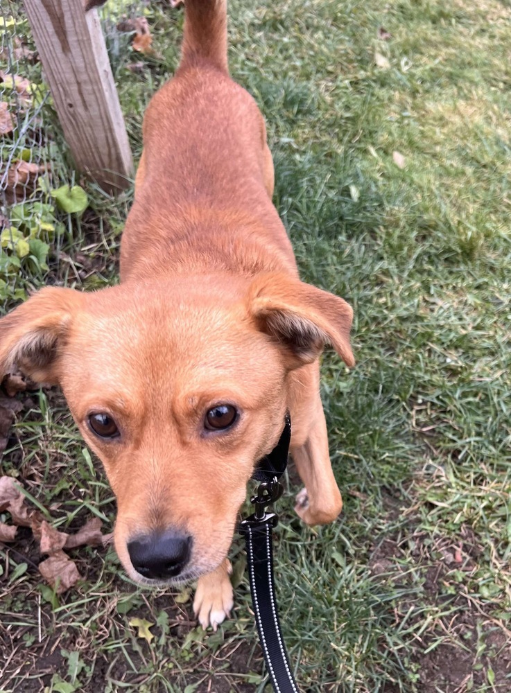 Tucker, an adoptable Golden Retriever in Rockland, WI, 54653 | Photo Image 3
