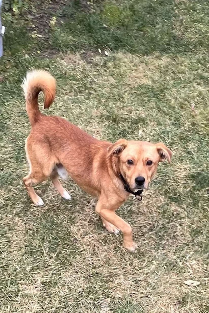Tucker, an adoptable Golden Retriever in Rockland, WI, 54653 | Photo Image 4