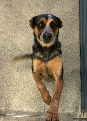 Ziggy (Brumby), Adult Male Australian Cattle Dog / Blue Heeler