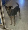Ziggy (Brumby) photo 2