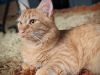 Hercules photo 1