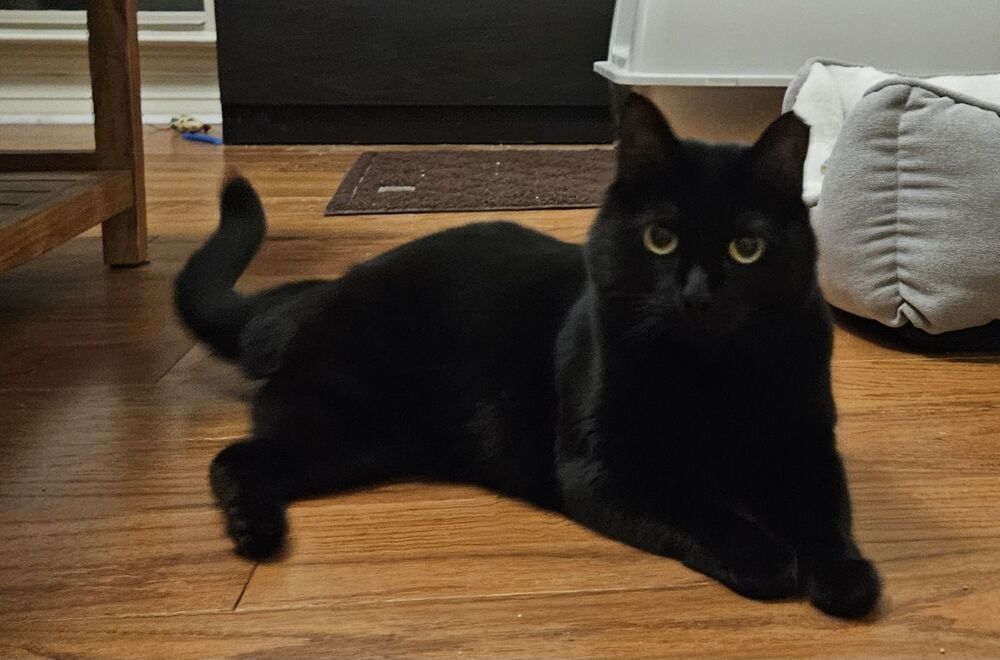 Sassy "Tripod" 7378