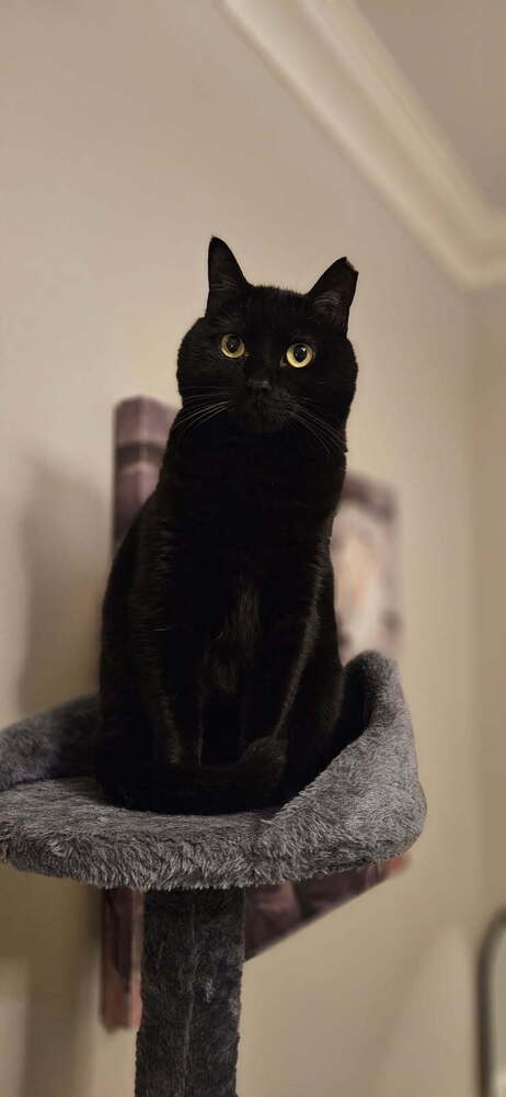 Sassy "Tripod" 7378