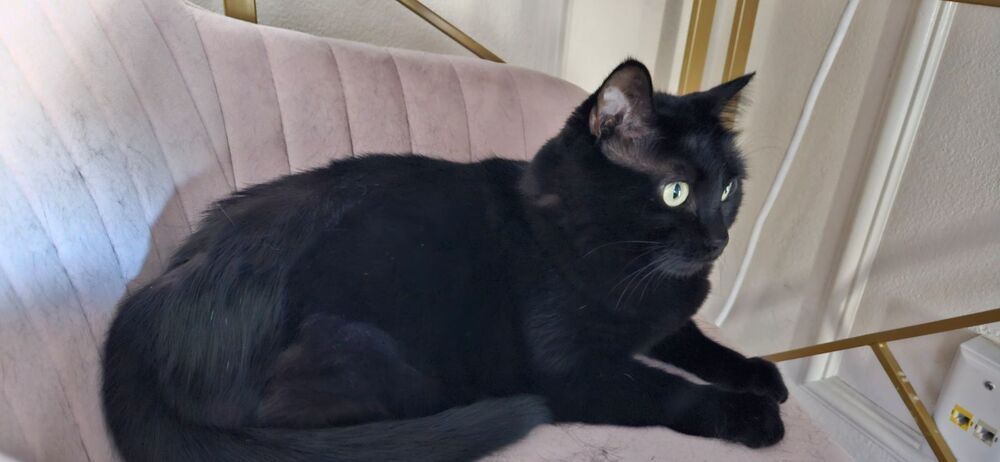 Sassy "Tripod" 7378