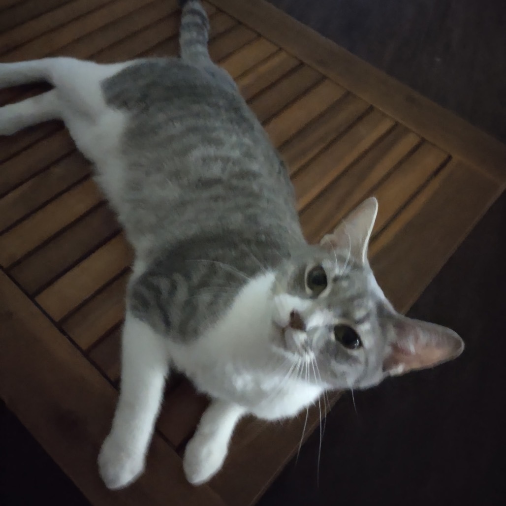 Tia