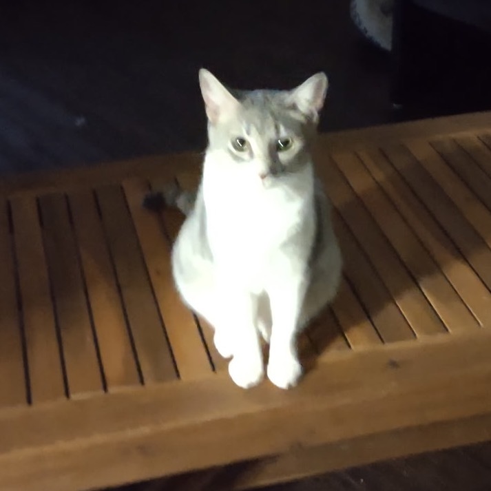 Tia
