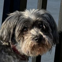 Millie in SC, an adoptable Havanese in Columbia, SC, 29208 | Photo Image 1