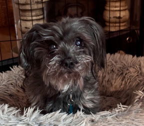 Millie in SC, an adoptable Havanese in Columbia, SC, 29208 | Photo Image 2