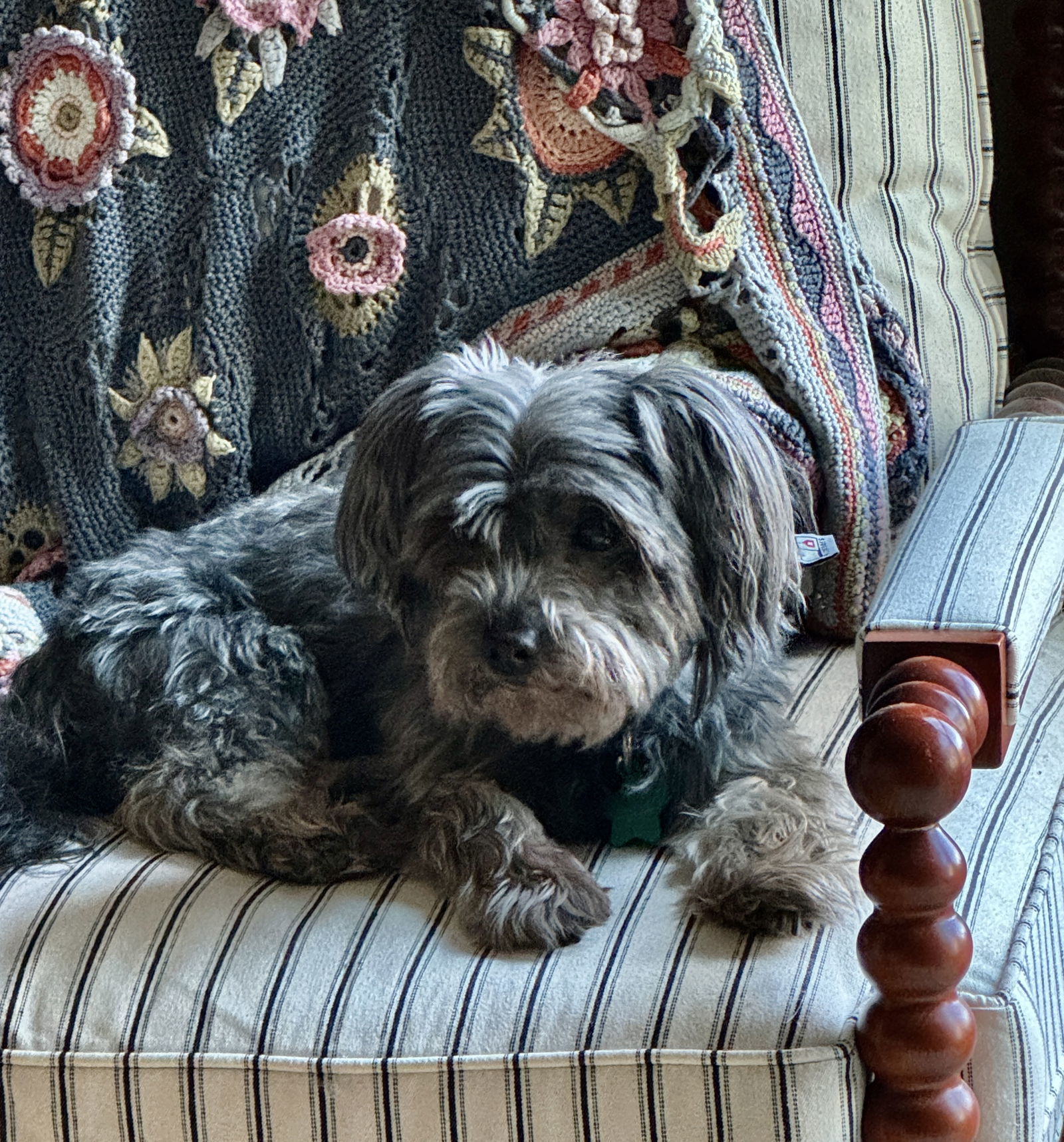 Millie in SC, an adoptable Havanese in Columbia, SC, 29208 | Photo Image 3