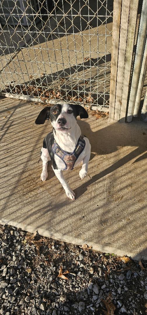 WISHBONE