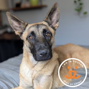 Abraxas is a shy and gentle boy who needs time and patience to fully adjust to new situations and pe