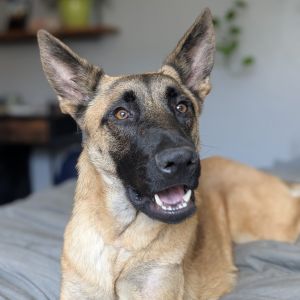 Abraxas is a gentle 3-year-old boy who thrives in a calm patient environment Given time Abraxas b