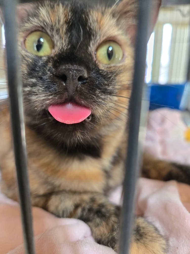 Hazel, an adoptable Domestic Short Hair in Salinas, CA, 93905 | Photo Image 1