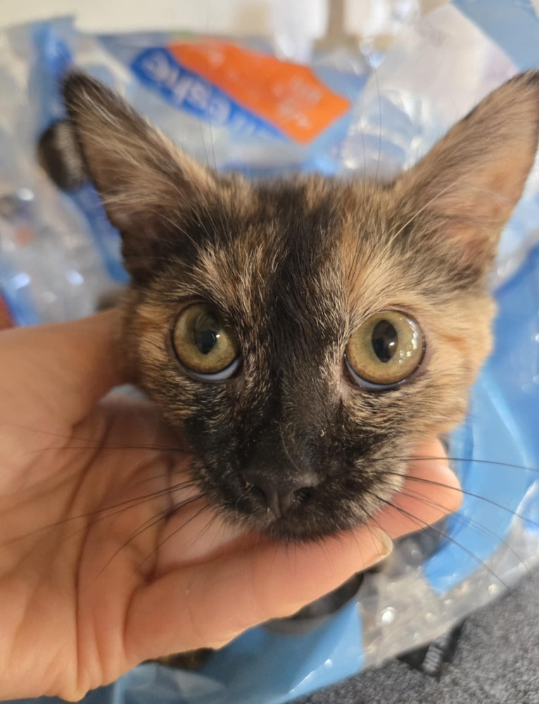 Hazel, an adoptable Domestic Short Hair in Salinas, CA, 93905 | Photo Image 2