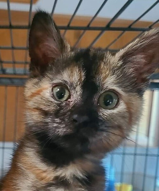 Hazel, an adoptable Domestic Short Hair in Salinas, CA, 93905 | Photo Image 3