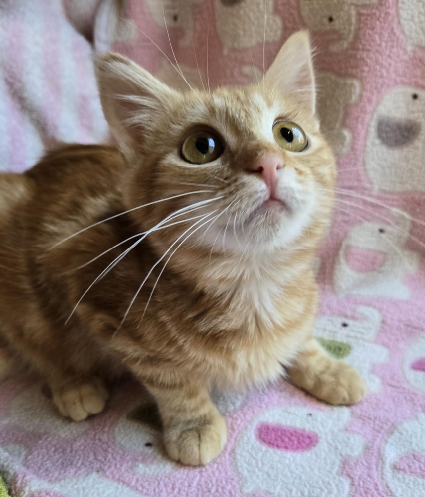 Hannah, an adoptable Domestic Short Hair in Salinas, CA, 93905 | Photo Image 2