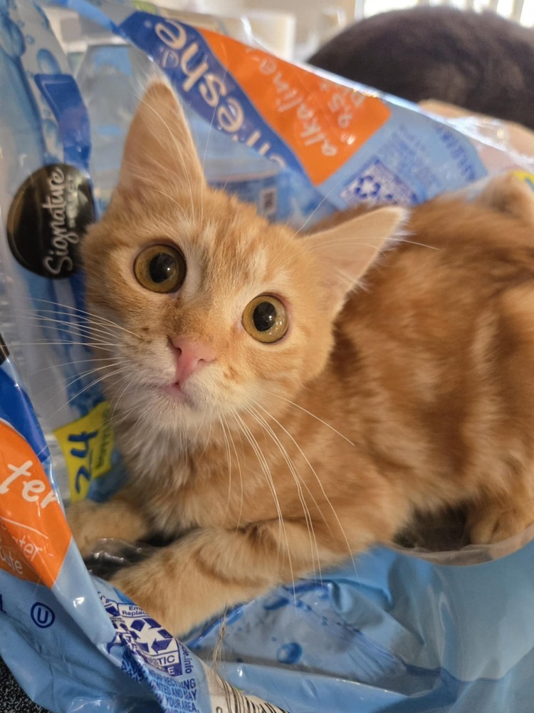 Hannah, an adoptable Domestic Short Hair in Salinas, CA, 93905 | Photo Image 3