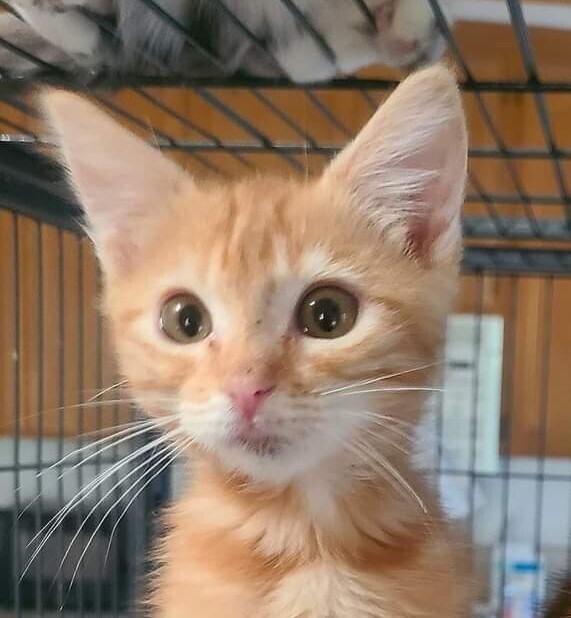 Hannah, an adoptable Domestic Short Hair in Salinas, CA, 93905 | Photo Image 4