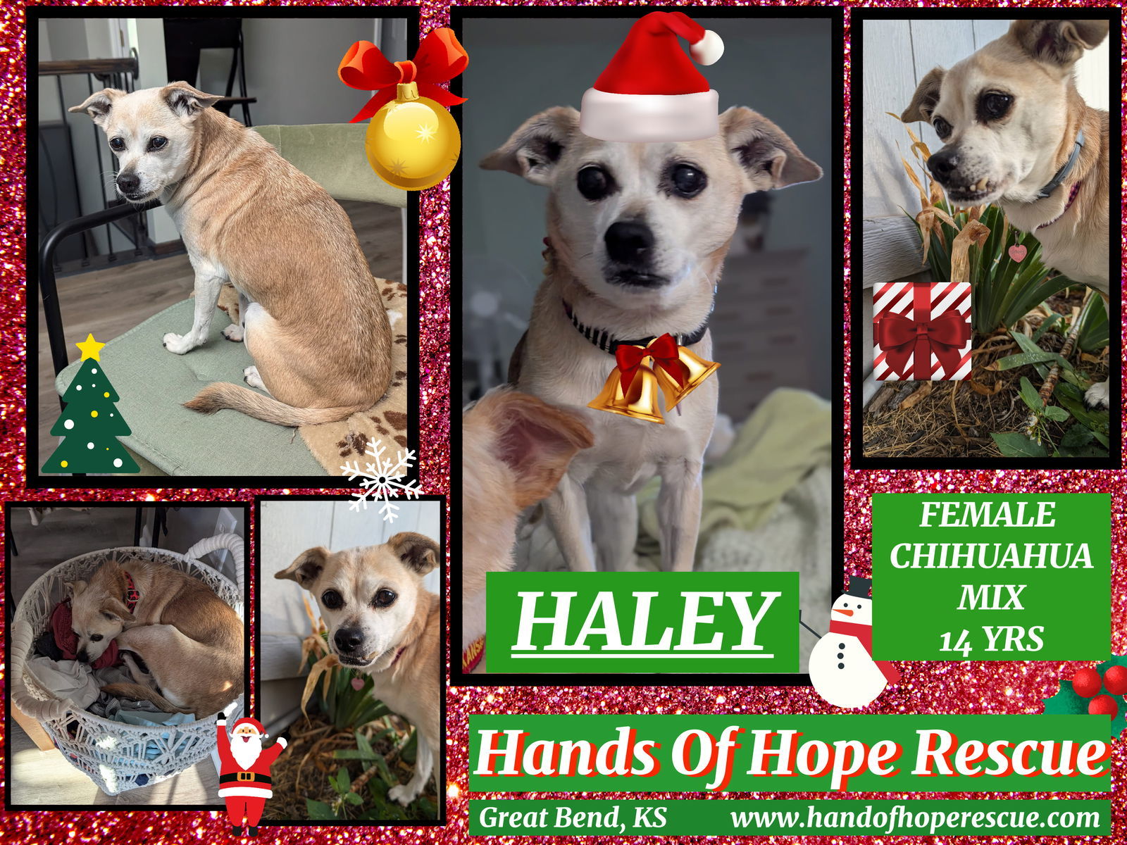 Haley, an adoptable Chihuahua in Great Bend, KS, 67530 | Photo Image 2
