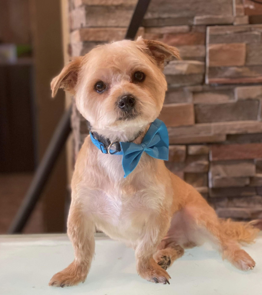 Leo, an adoptable Havanese, Lhasa Apso in Boulder, CO, 80305 | Photo Image 1