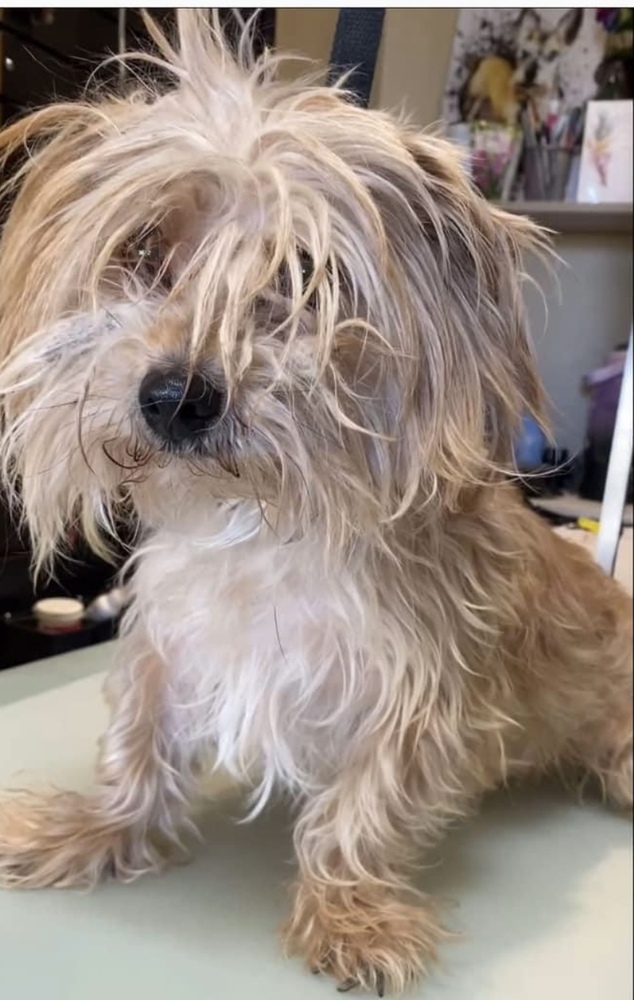 Leo, an adoptable Havanese, Lhasa Apso in Boulder, CO, 80305 | Photo Image 2