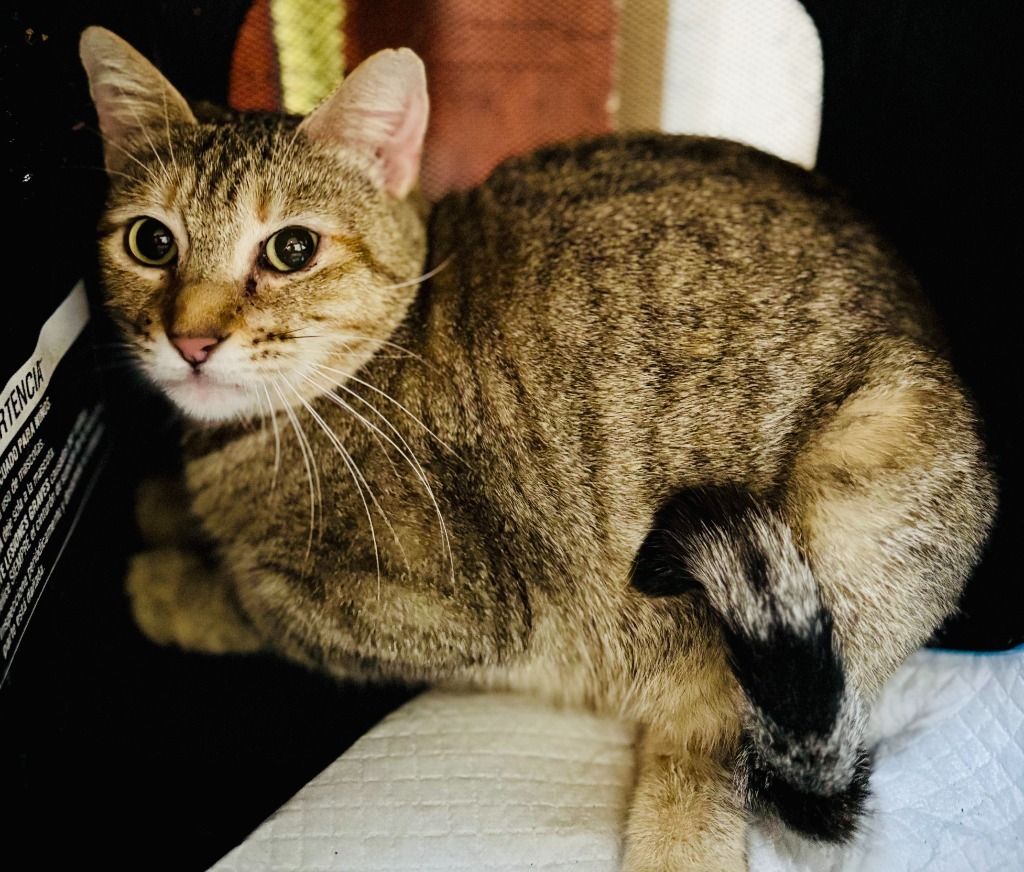 Maxie, an adoptable Abyssinian, Domestic Short Hair in New Braunfels, TX, 78130 | Photo Image 1