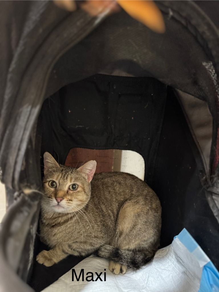Maxie, an adoptable Abyssinian, Domestic Short Hair in New Braunfels, TX, 78130 | Photo Image 2