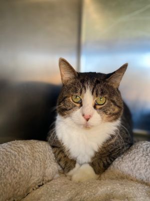 Knox, Adult Male Domestic Short Hair