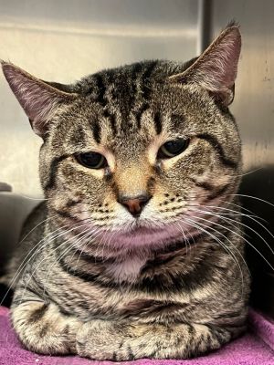 Ruben, Adult Male Domestic Short Hair