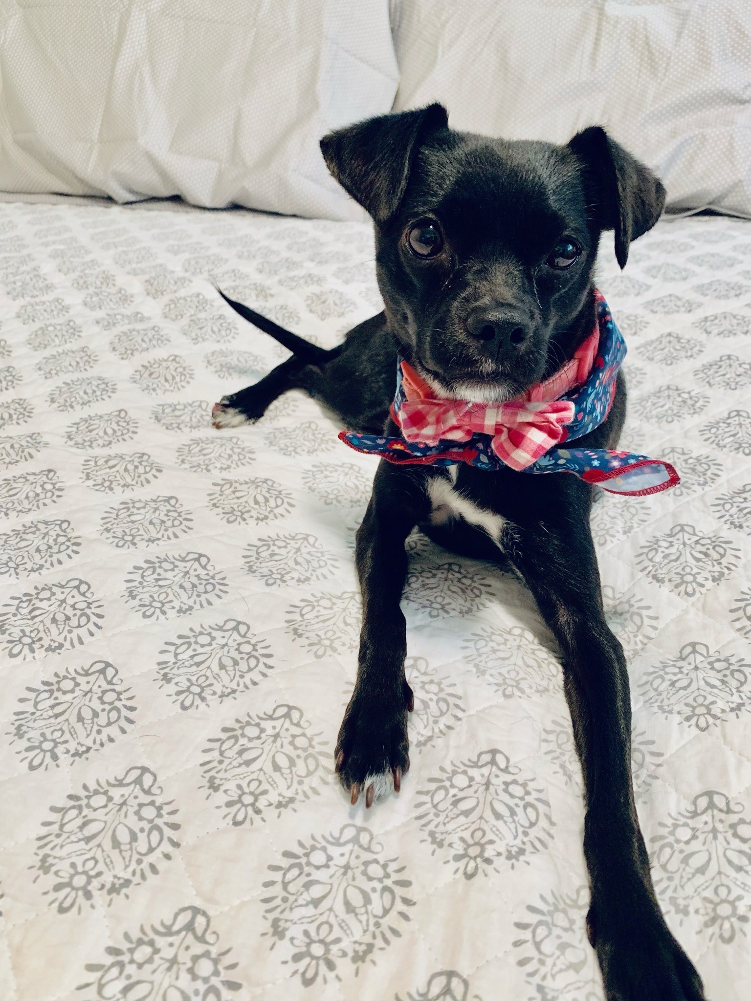 Lilly