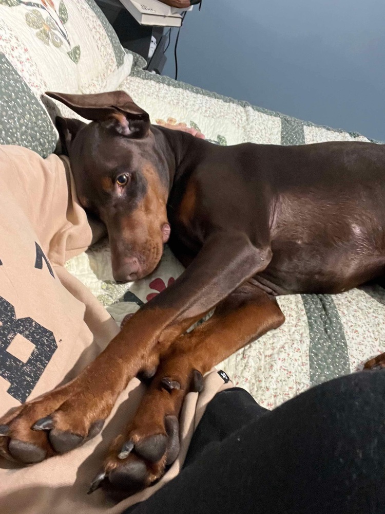 Atilla (VANCOUVER, BC), an adoptable Doberman Pinscher in Edmonton, AB, T6E 0T7 | Photo Image 2