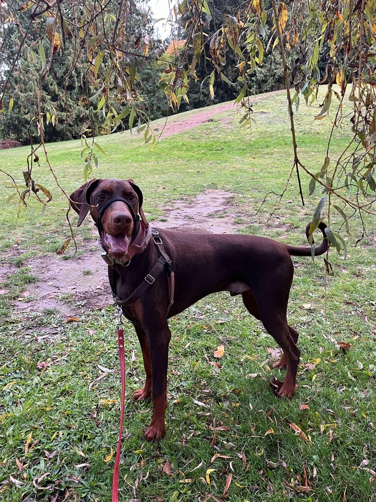 Atilla (VANCOUVER, BC), an adoptable Doberman Pinscher in Edmonton, AB, T6E 0T7 | Photo Image 3