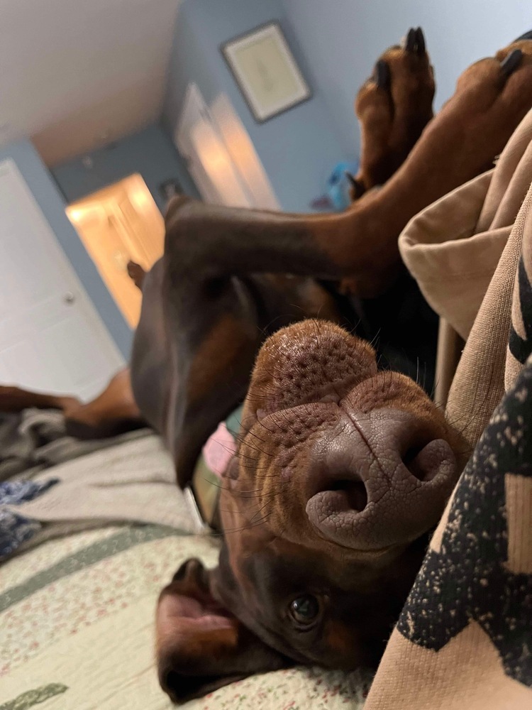 Atilla (VANCOUVER, BC), an adoptable Doberman Pinscher in Edmonton, AB, T6E 0T7 | Photo Image 4