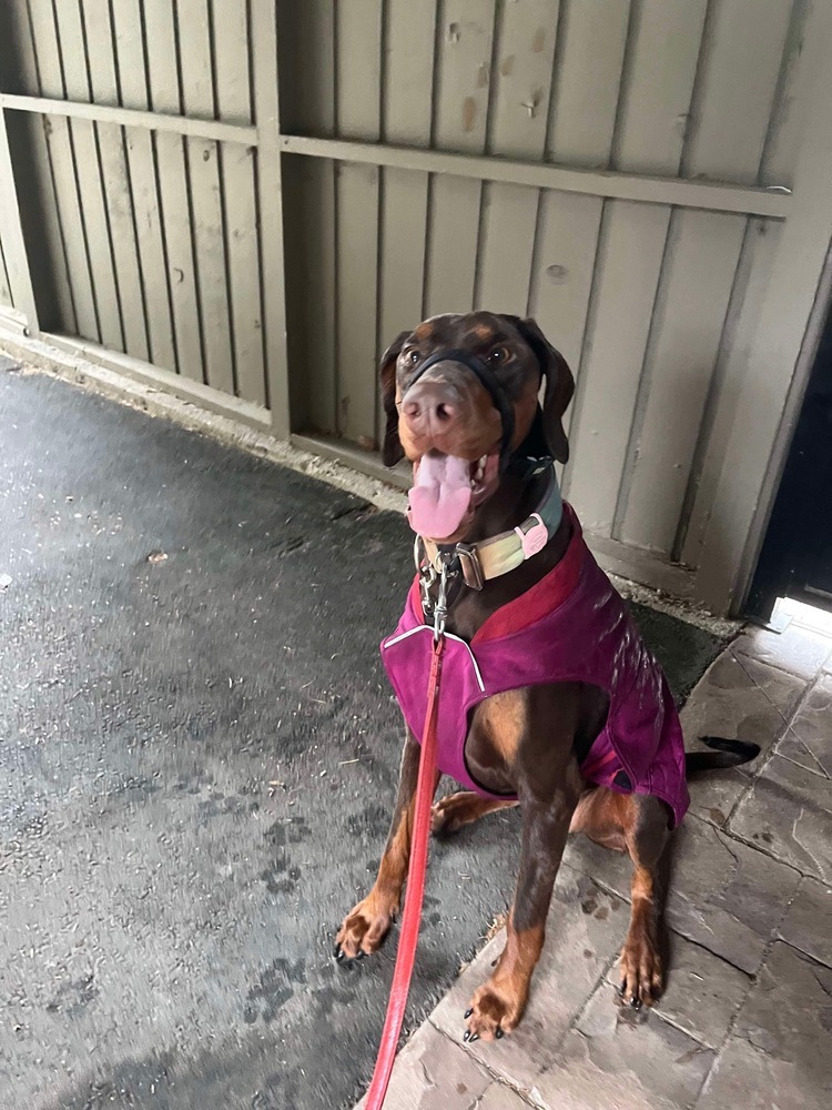 Atilla (VANCOUVER, BC), an adoptable Doberman Pinscher in Edmonton, AB, T6E 0T7 | Photo Image 5