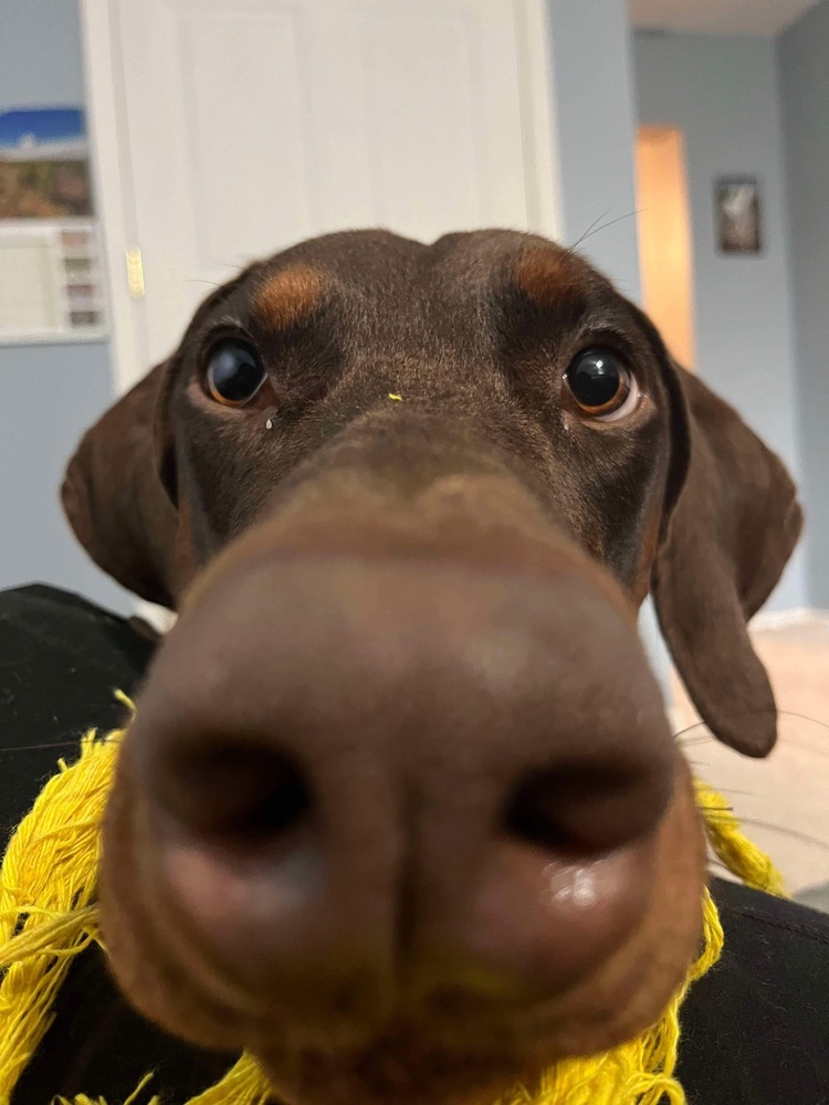 Atilla (VANCOUVER, BC), an adoptable Doberman Pinscher in Edmonton, AB, T6E 0T7 | Photo Image 6