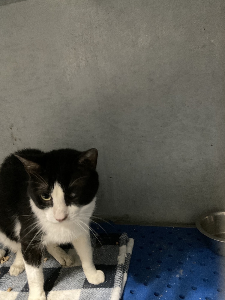 Robin, an adoptable Domestic Short Hair in Gonzales, LA, 70737 | Photo Image 1